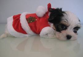 Santa's Dress - Bild vergr��ern 