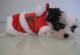 Santa\'s Dress