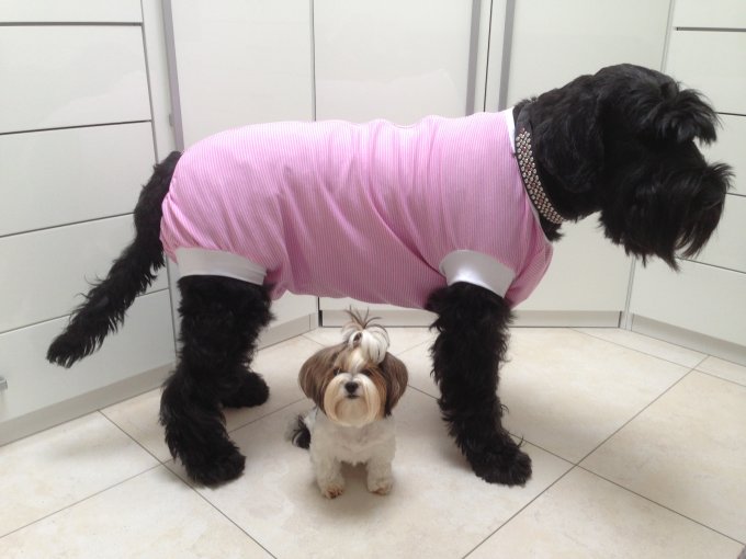OP Body Hund, OPBody, OP Wundschutz, OP Bekleidung Hunde, PostOP Body