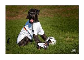 BIG DOG Hundetrikot Deutschland WM  *AUSVERKAUFT* - Bild vergr��ern 