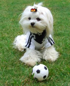 Hundetrikot *Deutschland* Fu�balltrikot - Bild vergr��ern 