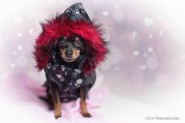 *Hundeweste Nova* schwarz mit reflektierendem Pf&ouml;tchen-Print