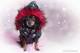 *Hundeweste Nova* schwarz mit reflektierendem Pf�tchen-Print