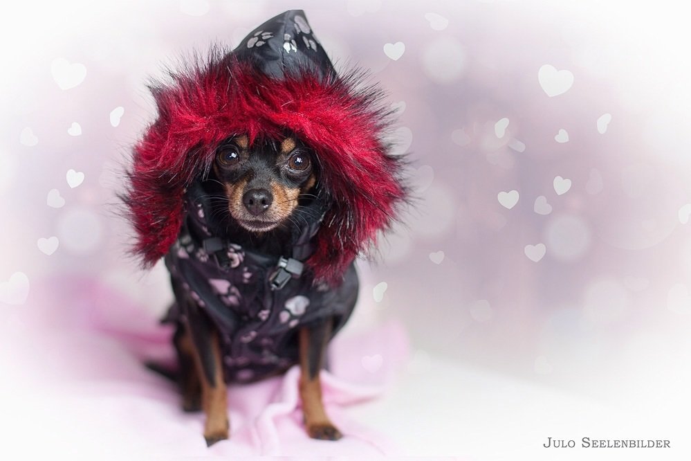 *Hundeweste Nova* schwarz mit reflektierendem Pfötchen-Print